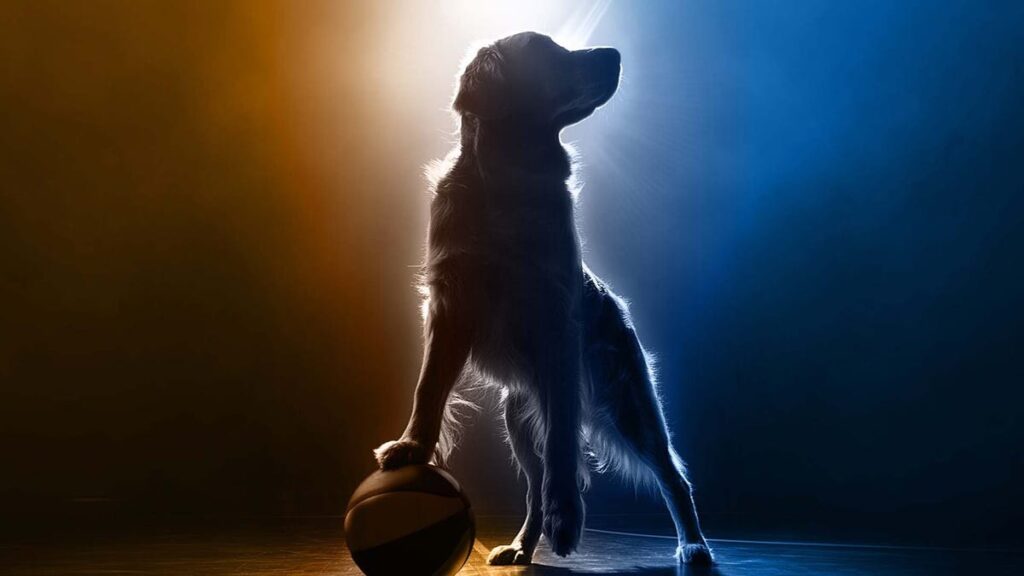 Air Bud XV: Unleashed