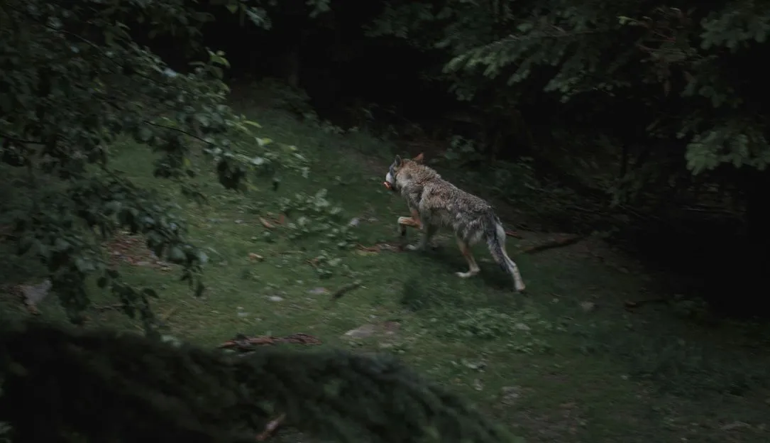 Werewolf Crypto Hunt: Russian Devices Targeted