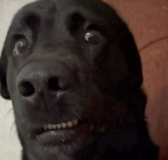 Dog shocked Dog shocked